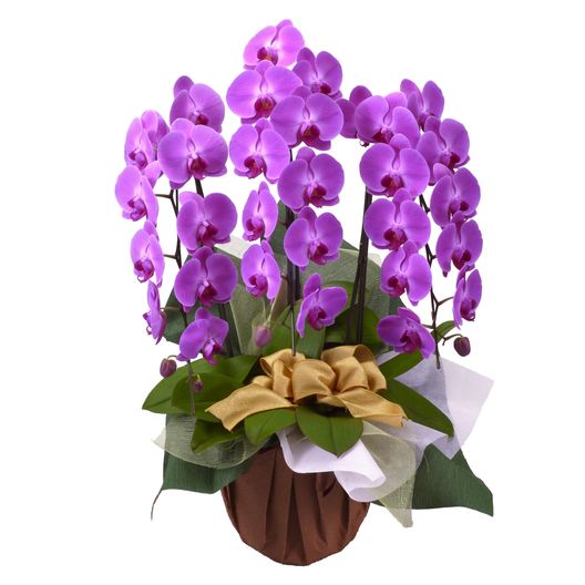 ��ĳ��3��Ω��(�ԥ�)��Sofia��