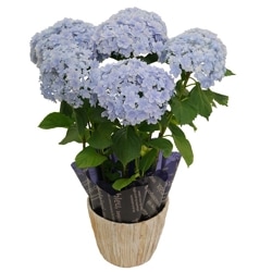 PN-015 ���������ʥ֥롼�ϡ�