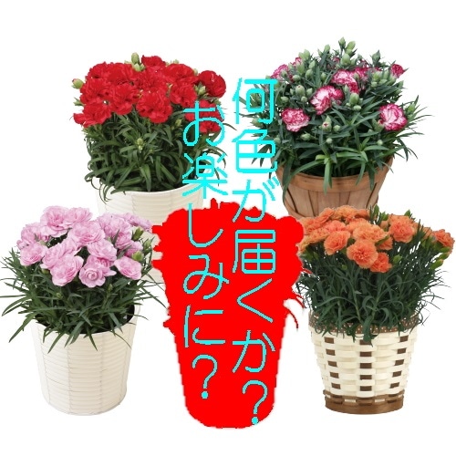 QQ-002�ϥåԡ������͡������