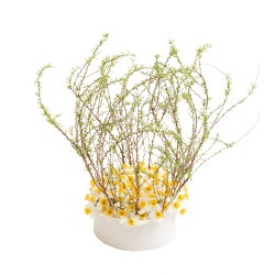 DC-037 ��������ȥ業��ʥ��Υ����