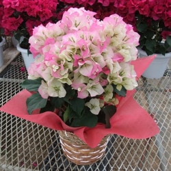 PN-016���֡�����ӥꥢ�����ꥹ����ԥ�