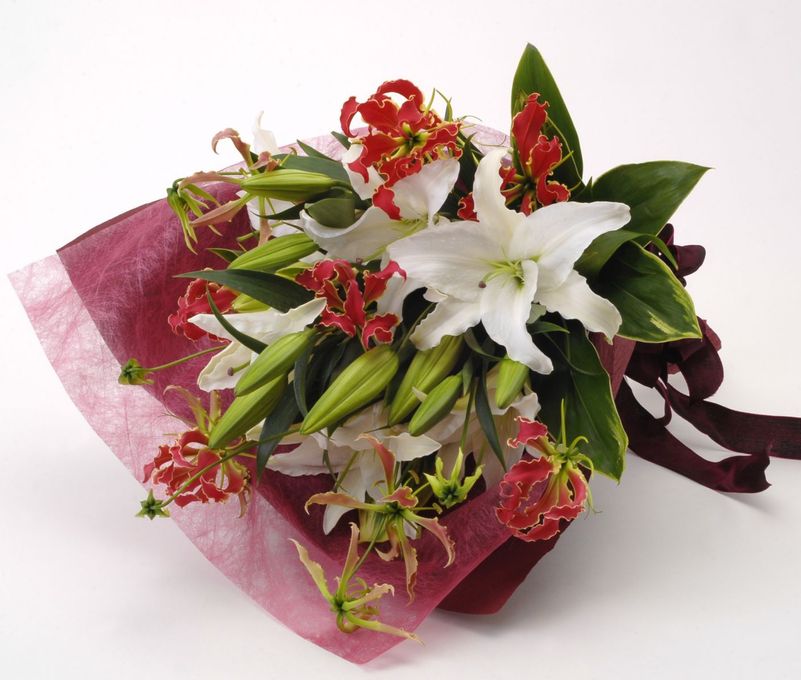 MN-016�������ɥۥ磻�ȥ�꡼