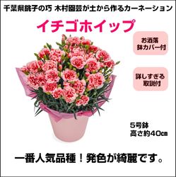 TM-003 ��¼��ݤ����ʥ����͡�����󡡡֥������ۥ��åס�