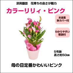 TM-010 ���顼��ꥣ�֥ԥ󥯡�