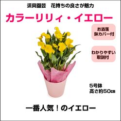 TM-011 ���顼��ꥣ�֥���������