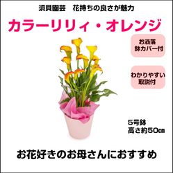 TM-012 ���顼��ꥣ�֥���󥸡�