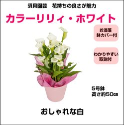 TM-013 ���顼��ꥣ�֥ۥ磻�ȡ�