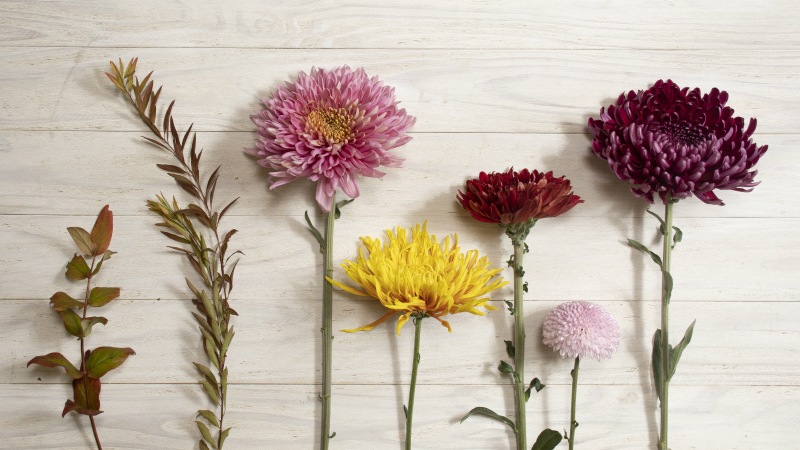 DC-011 �ޥ�Υ����