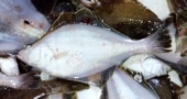 Ȭ쥤ʼΤҤ饵ˡ祻å