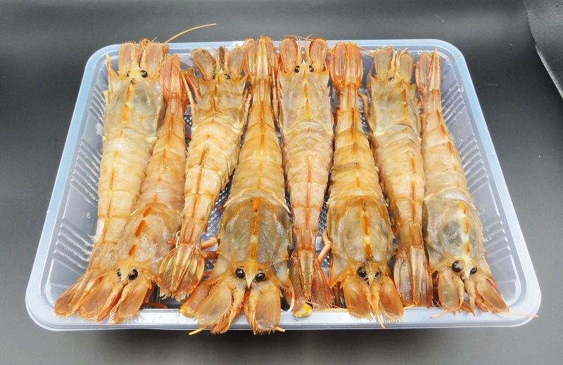激レアエビ 「ガサエビ（大王鬼神エビ）」 冷凍パック 500g入