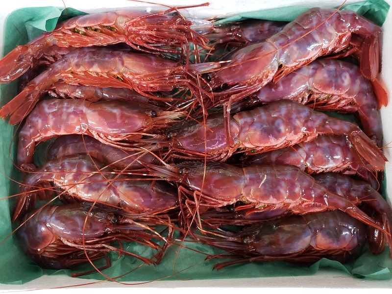 ����֥ɥ����ӥѥå����������� ���������������������������������������ĵ�®���ൡ����