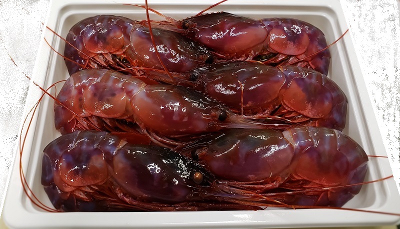 ����֥ɥ����ӥѥå����������� ���������������������������������������ĵ�®���ൡ����