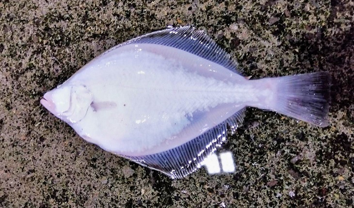 ��Ȭ���쥤�ʼ�ΤҤ饵�����ˡ������祻�å�