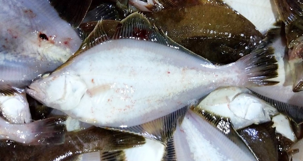 ��Ȭ���쥤�ʼ�ΤҤ饵�����ˡ������祻�å�