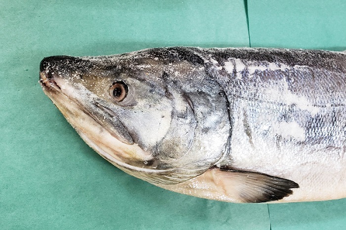 ���������ʻ��Ҥ���ˡ�ˡ�����������������ʭ⣲��