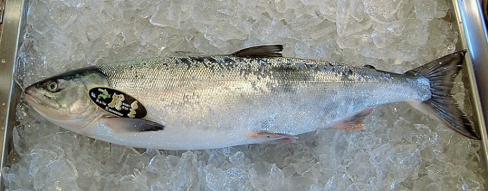 ξ山ԶӺաġʤ餪:ңϣաˡ(顦¡̵ˡ