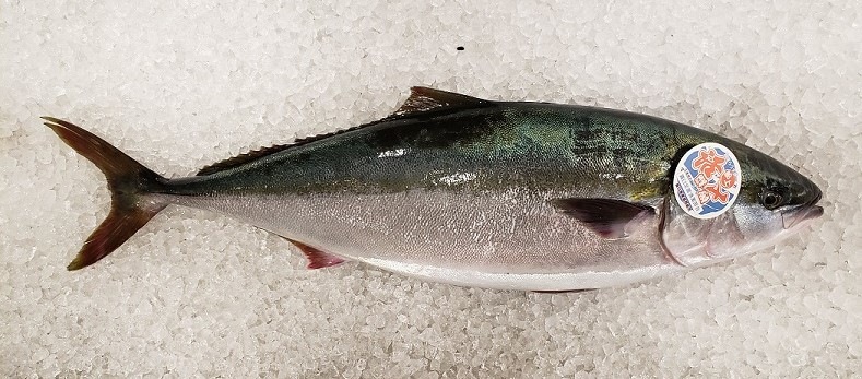 �山����ŷ�����衺�֥ꡡ7����������塡������̵��