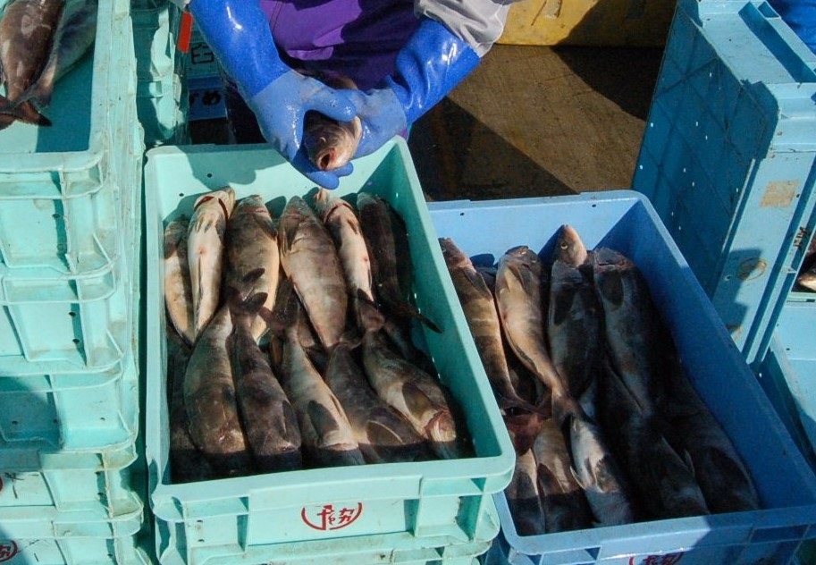 �山���������ۥå����ӣˡ����硡�ʣ��̥�������1,620�ߡ�