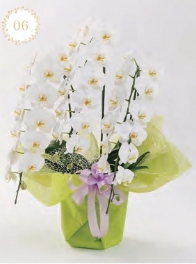 ３本立て胡蝶蘭