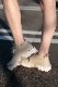 ccilu Japan 롦ѥ 塼 PANTOO RIOO/RIAO XP ANGORA/WHITE