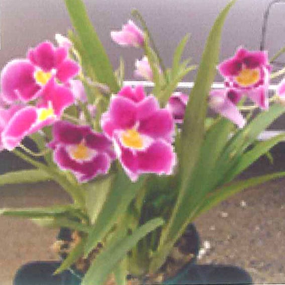 ڳΤߥȥ˥ե֡with you