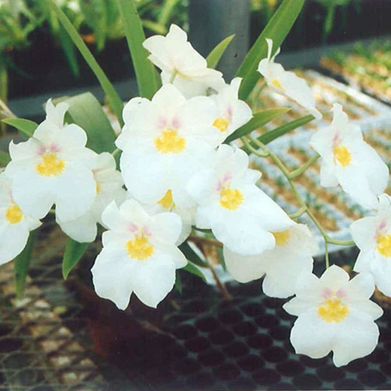 �ڳ��Τ�����������ߥ�ȥ˥������٥륨�ݥå�������ե���֥�