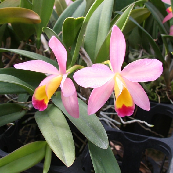 �ڳ��Τ�����������ߥ˥��ȥ쥢�����ե����꡼�ԥ�