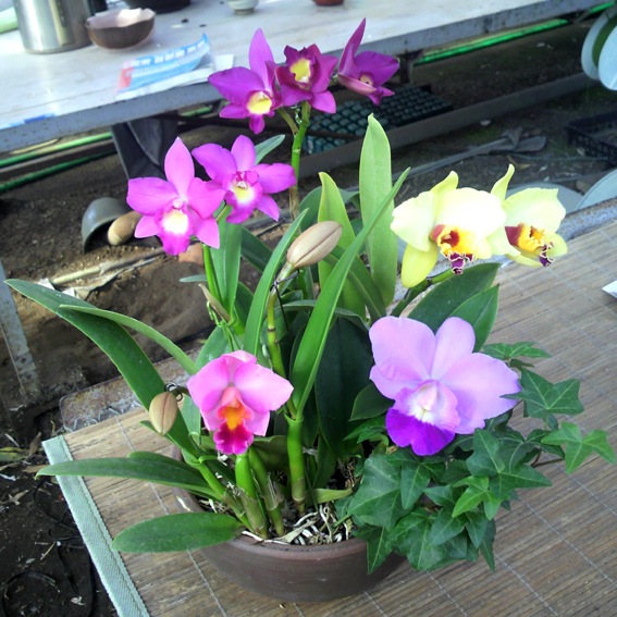 �ڳ��Τ�����������ߥ˥��ȥ쥢����3������