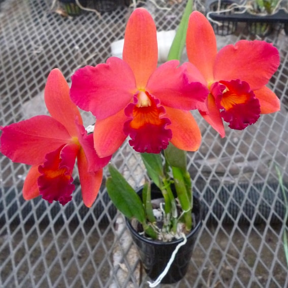 �ڳ��Τ�����������ߥ˥��ȥ쥢�������������åɡ��ե쥢