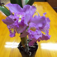 ȥ쥢  ̸50ȭ ϷʤɤΤˤ֤