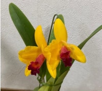 ڳΤߥ˥ȥ쥢ץɡRURU