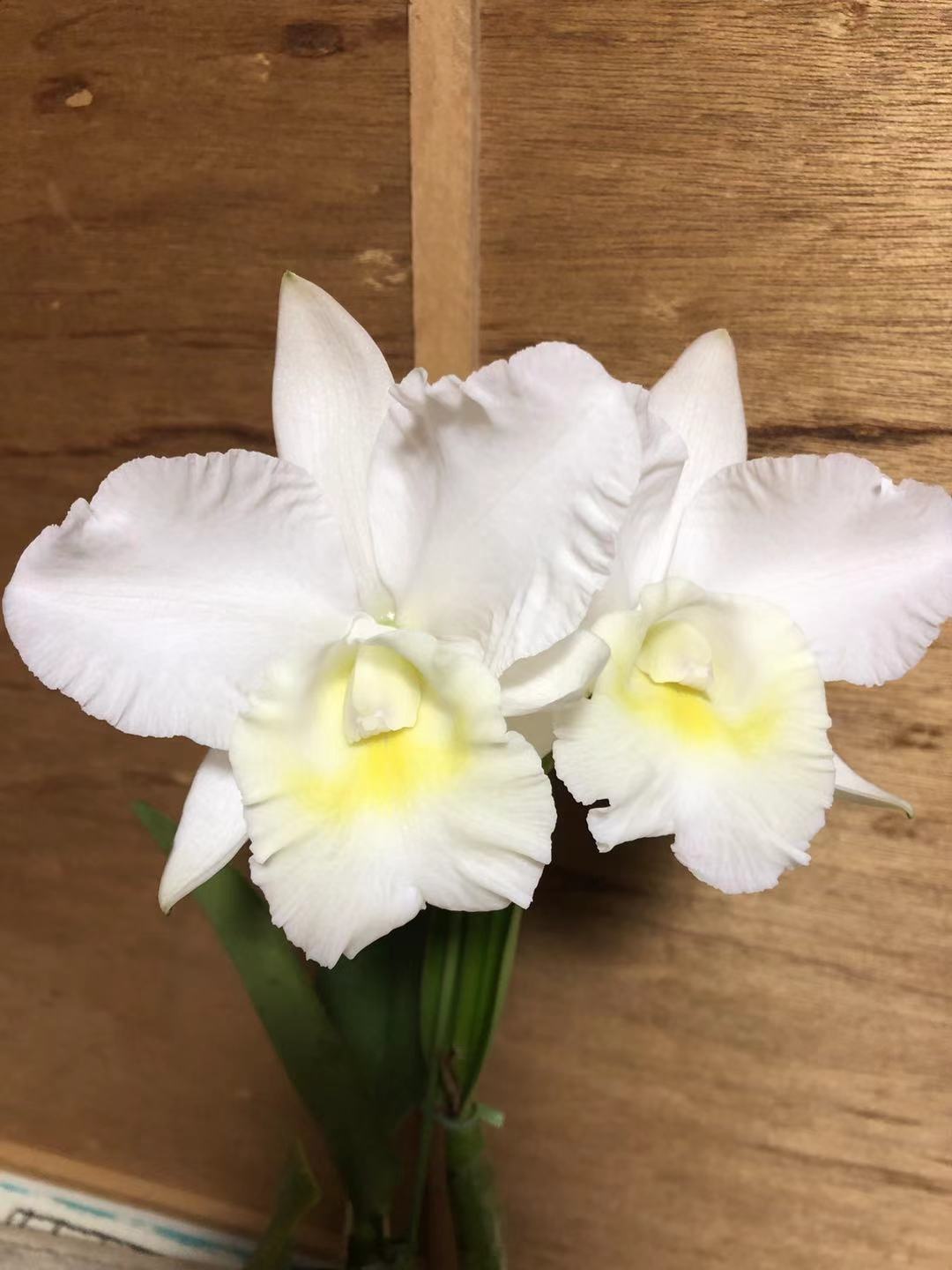 天然木や人工木のウッドデッキセットやラティス：JJ PROHOME | 【株