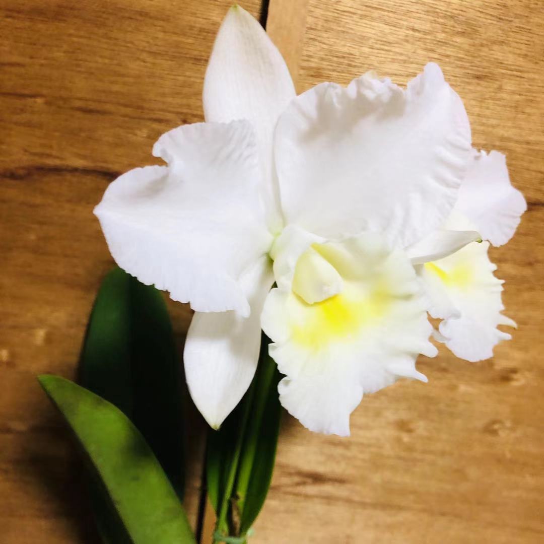 �ڳ��Τ����� ���������ȥ쥢�������ءˡ����꡼