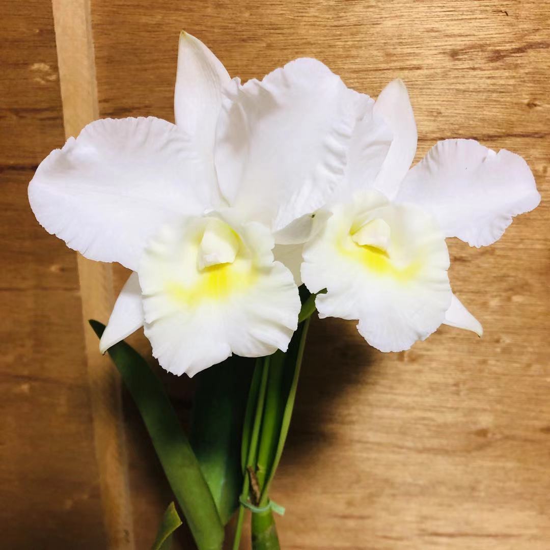 �ڳ��Τ����� ���������ȥ쥢�������ءˡ����꡼