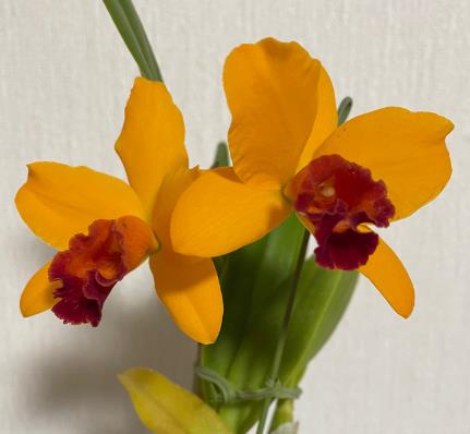 天然木や人工木のウッドデッキセットやラティス：JJ PROHOME | 【株