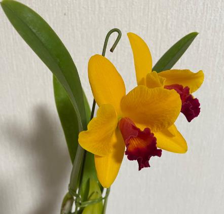 天然木や人工木のウッドデッキセットやラティス：JJ PROHOME | 【株