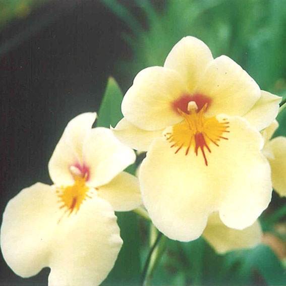 �ڳ��Τ����� �������ߥ�ȥ˥�����������ǥ�ޥ������