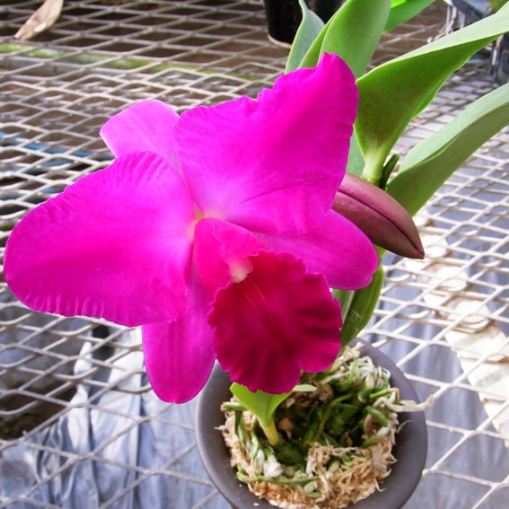 天然木や人工木のウッドデッキセットやラティス：JJ PROHOME | 【株