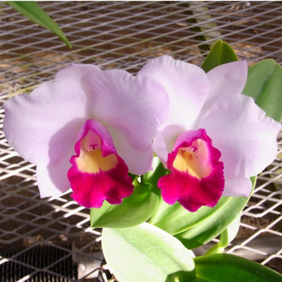 �ڳ��Τ�����������ߥ˥��ȥ쥢�������󥸥���ۥ磻��