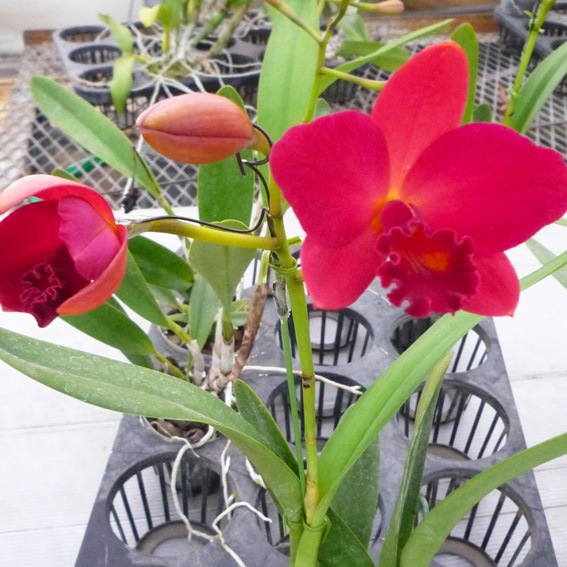 �ڳ��Τ����� �������ߥ˥��ȥ쥢�������������åɡ��ե�����