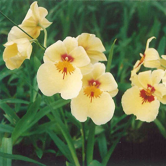 �ڳ��Τ����� �������ߥ�ȥ˥�����������ǥ�ޥ������