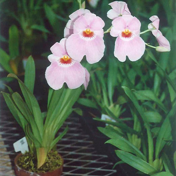 �ڳ��Τ�����������ߥ�ȥ˥������ե������ȥ�å�����������