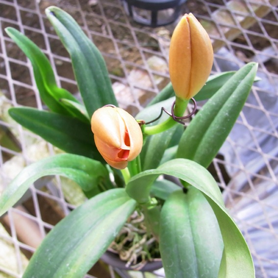 �ڳ��Τ�����������ߥ˥��ȥ쥢�������󥷥㥤��