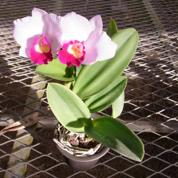 �ڳ��Τ�����������ߥ˥��ȥ쥢�������󥸥���ۥ磻��