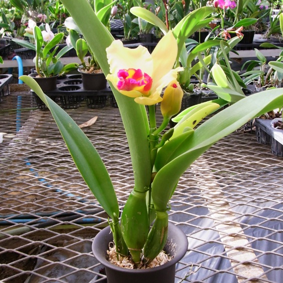 �ڳ��Τ�����������ߥ˥��ȥ쥢�������󥭥å�