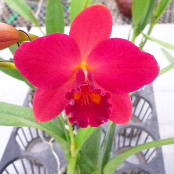 �ڳ��Τ����� �������ߥ˥��ȥ쥢�������������åɡ��ե�����