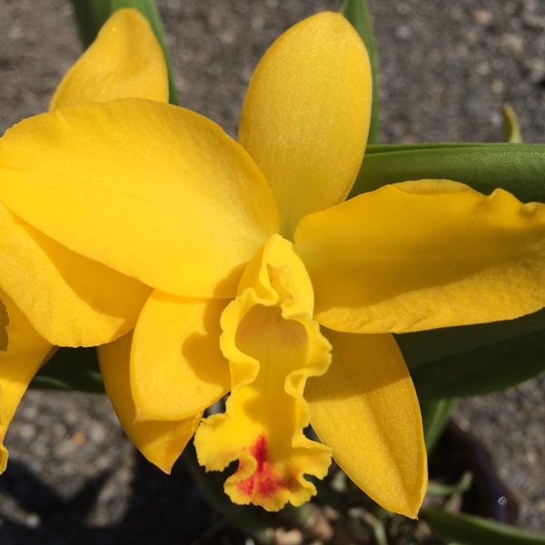 �ڳ��Τ�����������ߥ˥��ȥ쥢 �������������ǥ�