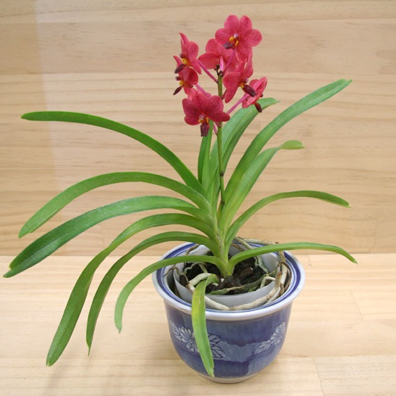 �ڳ��Τ��������������������������Х���ԥ�