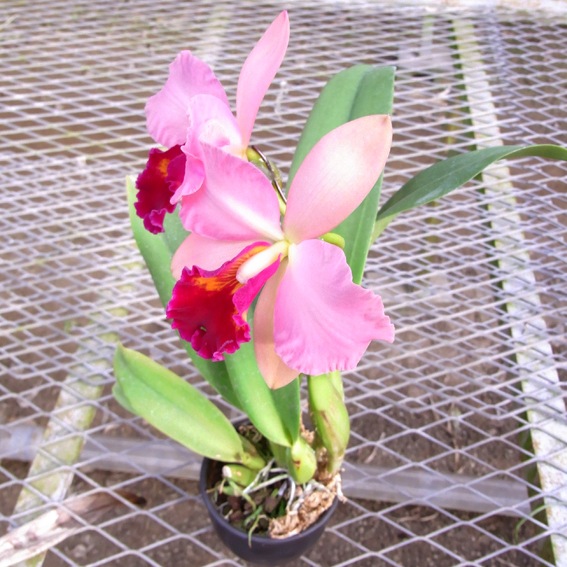 �ڳ��Τ�����������ߥ˥��ȥ쥢�����������ԥ�