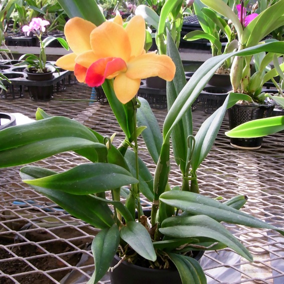 �ڳ��Τ�����������ߥ˥��ȥ쥢�������󥷥㥤��